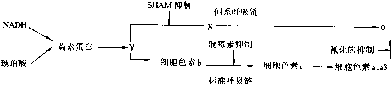 二、黑曲霉柠檬酸发酵的代谢调控